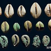 什么是中币(中币是什么意思?)